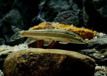 Tapomurti Shri Nilkanth Varni Maharaj Foundation Laying Ceremony, Johannesburg, South Africa – BAPS Swaminarayan Sanstha