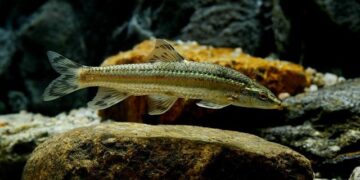 Tapomurti Shri Nilkanth Varni Maharaj Foundation Laying Ceremony, Johannesburg, South Africa – BAPS Swaminarayan Sanstha