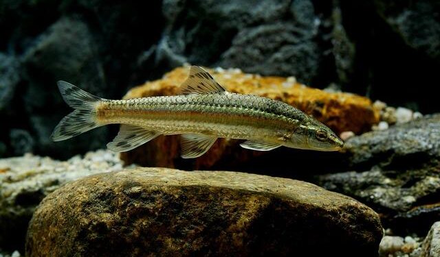 Tapomurti Shri Nilkanth Varni Maharaj Foundation Laying Ceremony, Johannesburg, South Africa – BAPS Swaminarayan Sanstha