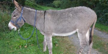 André Aciman’s ‘Out of Egypt’ Is a Love Letter to the Jewish Diaspora – Hey Alma