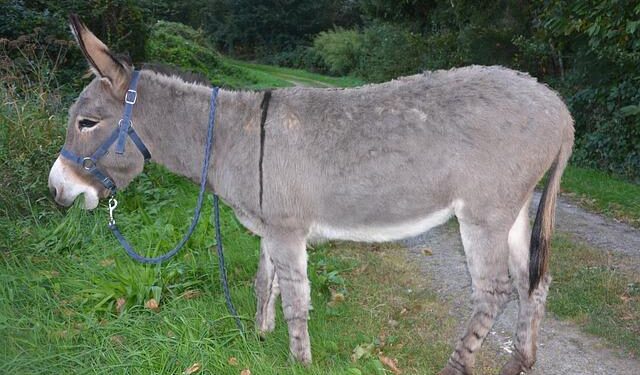 André Aciman’s ‘Out of Egypt’ Is a Love Letter to the Jewish Diaspora – Hey Alma