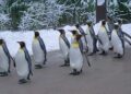 Penguin parade event held at Harbin Polarland in China’s Heilongjiang – People’s Daily