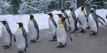 Penguin parade event held at Harbin Polarland in China’s Heilongjiang – People’s Daily