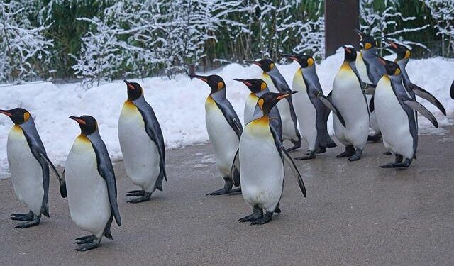 Penguin parade event held at Harbin Polarland in China’s Heilongjiang – People’s Daily