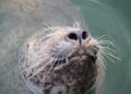 Nine spotted seals released into waters off the coast of Dalian, China – People’s Daily