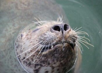 Nine spotted seals released into waters off the coast of Dalian, China – People’s Daily