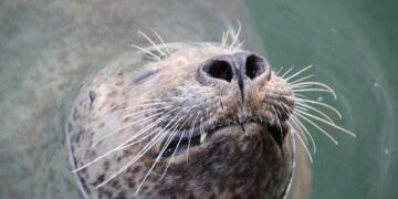 Nine spotted seals released into waters off the coast of Dalian, China – People’s Daily