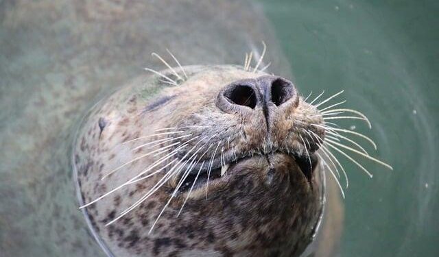 Nine spotted seals released into waters off the coast of Dalian, China – People’s Daily