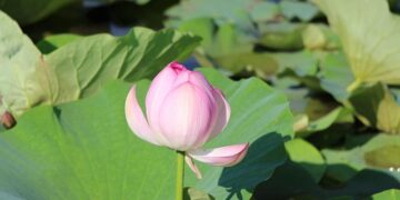 Changchun to host Winter Universiade – China Daily