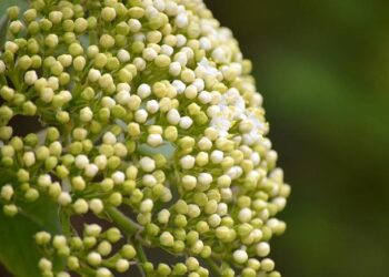 Elder Soares Dedicates Nairobi Kenya Temple – newsroom.churchofjesuschrist.org