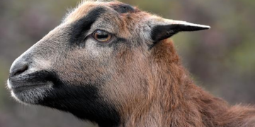 Cameroon’s Catholic youth seek to end reign of 92-year-old authoritarian – Crux | Taking the Catholic Pulse