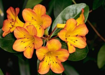 CM Revanth Reddy Declares Year of the Farmer in Telangana – The Hans India