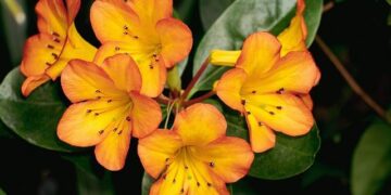 CM Revanth Reddy Declares Year of the Farmer in Telangana – The Hans India