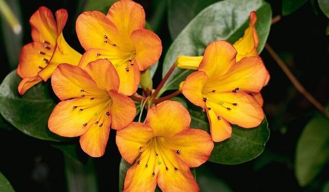 CM Revanth Reddy Declares Year of the Farmer in Telangana – The Hans India