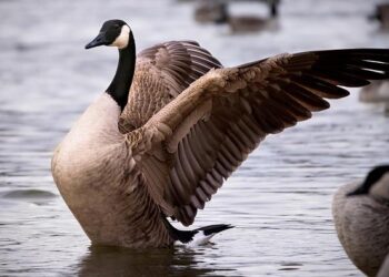 Geely Eyes Canadian Auto Market After Deal Allowing Chinese EVs – Bloomberg.com