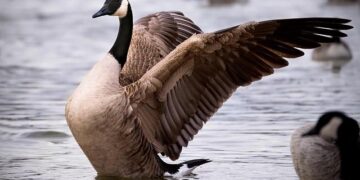 Geely Eyes Canadian Auto Market After Deal Allowing Chinese EVs – Bloomberg.com