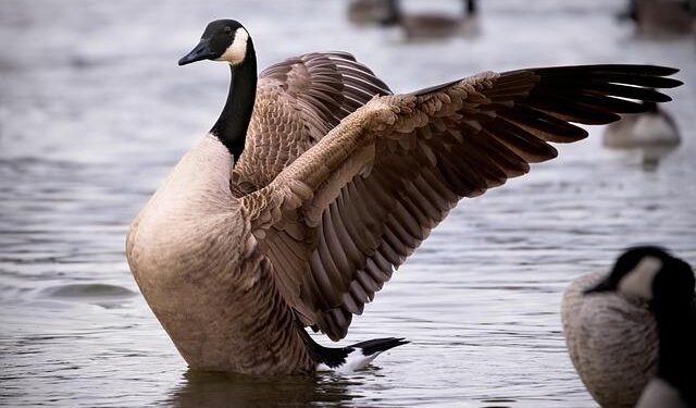 Geely Eyes Canadian Auto Market After Deal Allowing Chinese EVs – Bloomberg.com