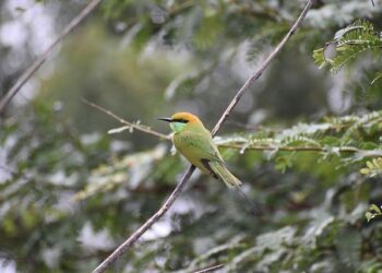 Telangana Cabinet approves draft hate speech, parents support bills – The Siasat Daily