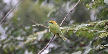 Telangana Cabinet approves draft hate speech, parents support bills – The Siasat Daily