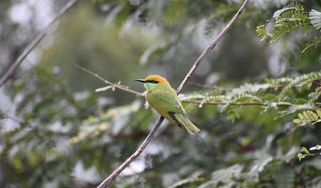 Telangana Cabinet approves draft hate speech, parents support bills – The Siasat Daily