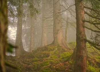 Happy International Day of Forests from IUCN Oceania – International Union for Conservation of Nature