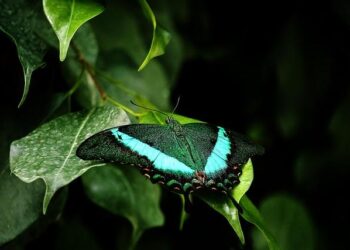 Workers at Montreal’s Lavo plant threaten unlimited strike starting Friday – CTV News