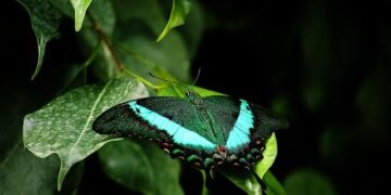 Workers at Montreal’s Lavo plant threaten unlimited strike starting Friday – CTV News