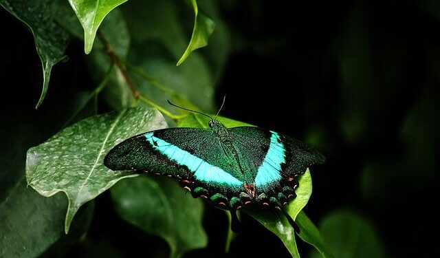 Workers at Montreal’s Lavo plant threaten unlimited strike starting Friday – CTV News