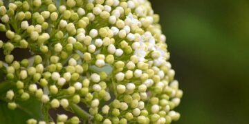 ‘A gathering oasis’: Elder Rasband dedicates the Abidjan Ivory Coast Temple – Meridian Magazine