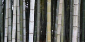 10 Bizarre Vertical Forests That Are Changing the Way We Build Cities – AOL.com