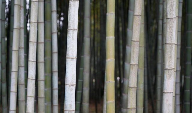 10 Bizarre Vertical Forests That Are Changing the Way We Build Cities – AOL.com