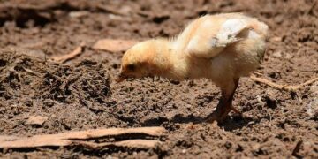 Zico backs Lucas Paquetá amid early Flamengo scrutiny – OneFootball