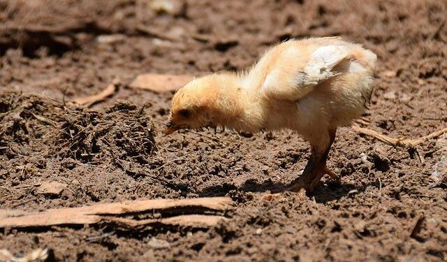 Zico backs Lucas Paquetá amid early Flamengo scrutiny – OneFootball