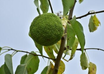 Spanish FA condemns anti-Muslim chants that marred Egypt friendly – Sportstar