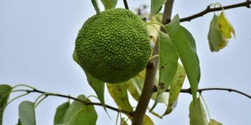 Spanish FA condemns anti-Muslim chants that marred Egypt friendly – Sportstar