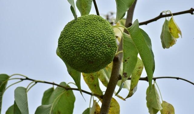 Spanish FA condemns anti-Muslim chants that marred Egypt friendly – Sportstar