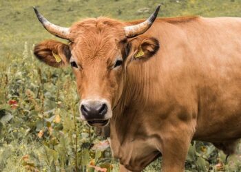 It’s Time for EU Beef: Strengthening Ties with the Philippines through a Successful 2025 and a Promising 2026 – manilatimes.net