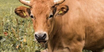 It’s Time for EU Beef: Strengthening Ties with the Philippines through a Successful 2025 and a Promising 2026 – manilatimes.net