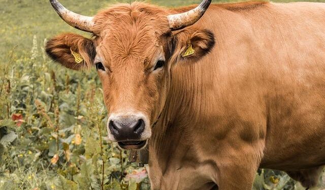 It’s Time for EU Beef: Strengthening Ties with the Philippines through a Successful 2025 and a Promising 2026 – manilatimes.net