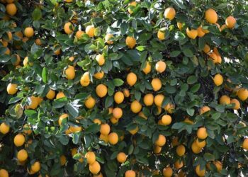 Lemon Tree Hotels expands portfolio with new property in Surat, India – Yahoo Finance