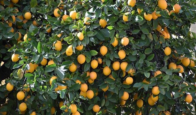 Lemon Tree Hotels expands portfolio with new property in Surat, India – Yahoo Finance