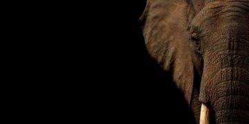 Elephant painted bright pink for photoshoot triggers outrage in India – The Independent