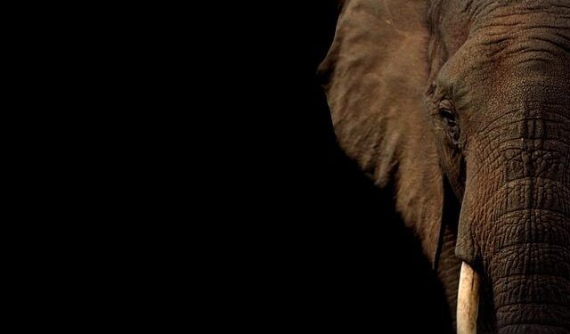 Elephant painted bright pink for photoshoot triggers outrage in India – The Independent