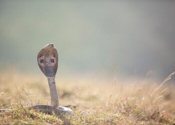 ‘Danger’ written on tissue paper delays IndiGo’s Mumbai-Ahmedabad flight by 8 hours; case filed – ThePrint