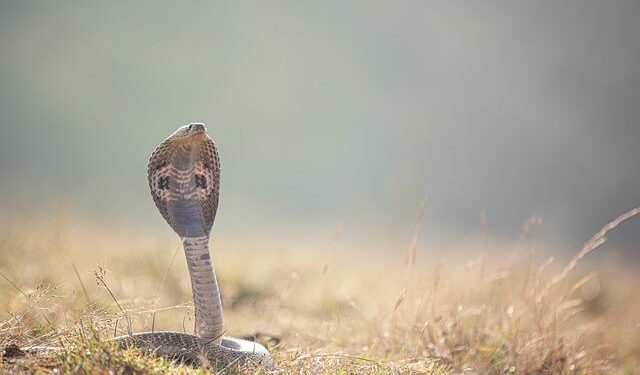 ‘Danger’ written on tissue paper delays IndiGo’s Mumbai-Ahmedabad flight by 8 hours; case filed – ThePrint