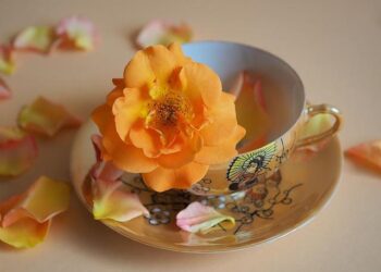 Blossoms Shandong – Sixth Tone