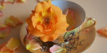 Blossoms Shandong – Sixth Tone