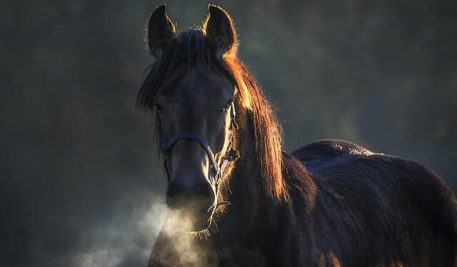 Top Belgian neurologist Steven Laureys joins China’s Hangzhou Normal University – South China Morning Post