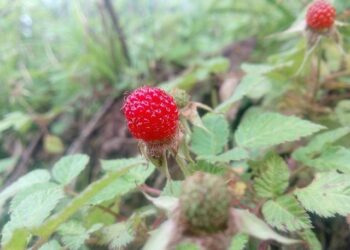 Guangzhou R&F Flags RMB16.6 Billion 2025 Loss as China Property Slump Persists – TipRanks