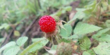 Guangzhou R&F Flags RMB16.6 Billion 2025 Loss as China Property Slump Persists – TipRanks